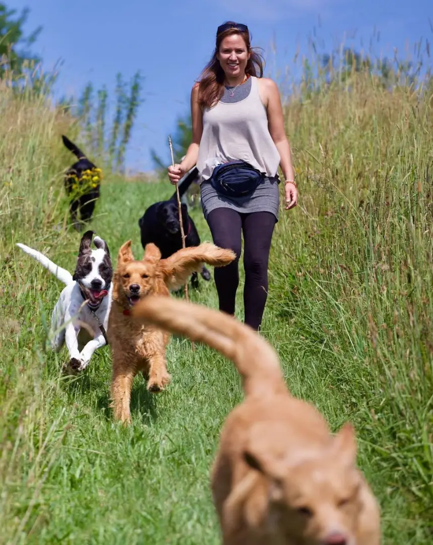 Calm, well-socialized dogs greeting each other politely